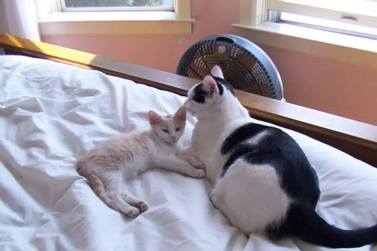 Lessons from a kitten